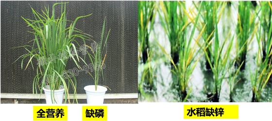 水稻缺磷缺锌症状