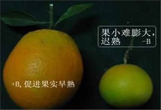 柑橘缺硼果实小