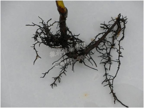 土壤酸化导致黑根烂根