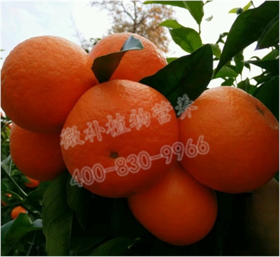 柑橘摘果