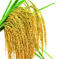 水稻小麦营养方案