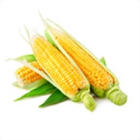 玉米营养方案
