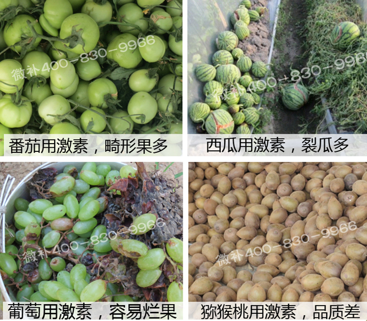 膨大果实 不含激素----微补壮力