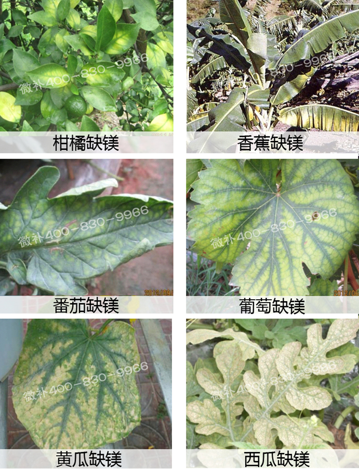 叶面肥冲施肥水溶肥微肥厂家批发代理 微补微肥冲力硼 叶面肥招商