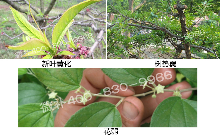 首页 微补方案中心 方案中心 核果类营养方案 核果类(桃李杏枣樱桃)