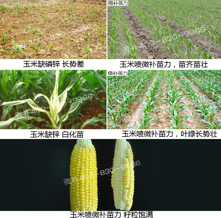 微补苗力,让独特磷锌配方玉米苗更壮,杆更粗,棒子更