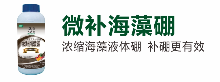 海藻硼.jpg