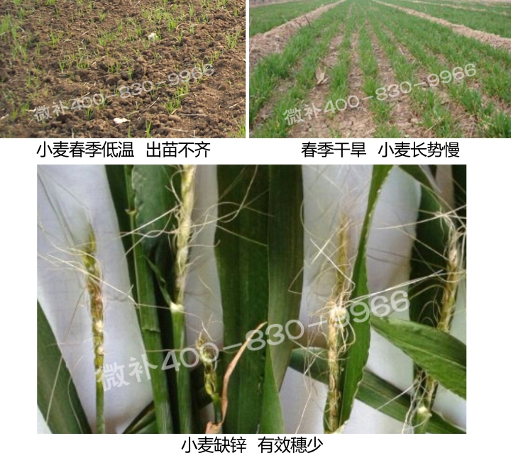 小麦喷苗力,低温长势壮,增加有效穗.