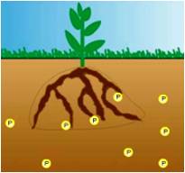 根系吸收土壤中的磷