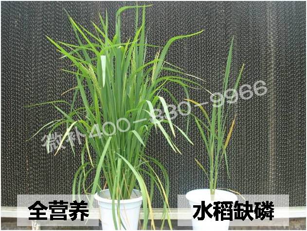 水稻分蘖期缺素症状观察--微补全天候实验温室站