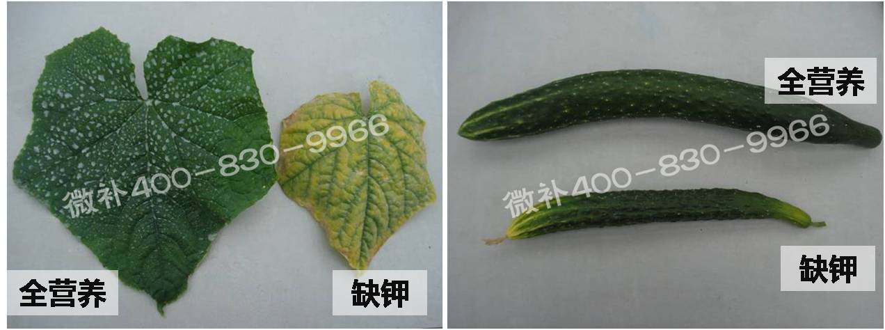 黄瓜缺素症状及如何科学补钙镁硼锌