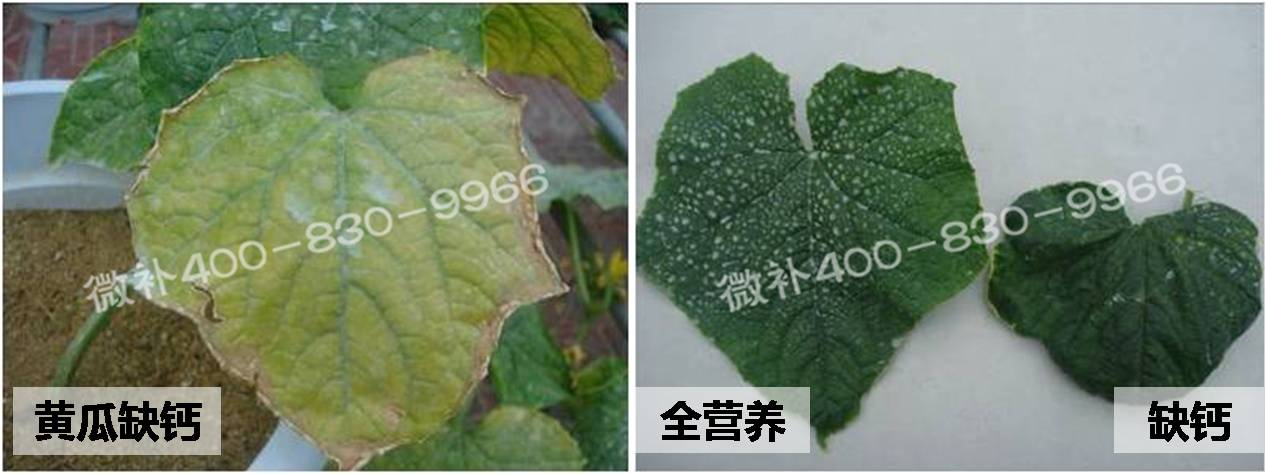 黄瓜缺素症状及如何科学补钙镁硼锌