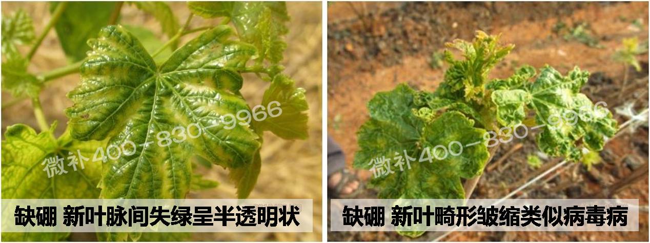 微肥课堂#葡萄缺硼危害及补硼-微补硼力/冲力硼