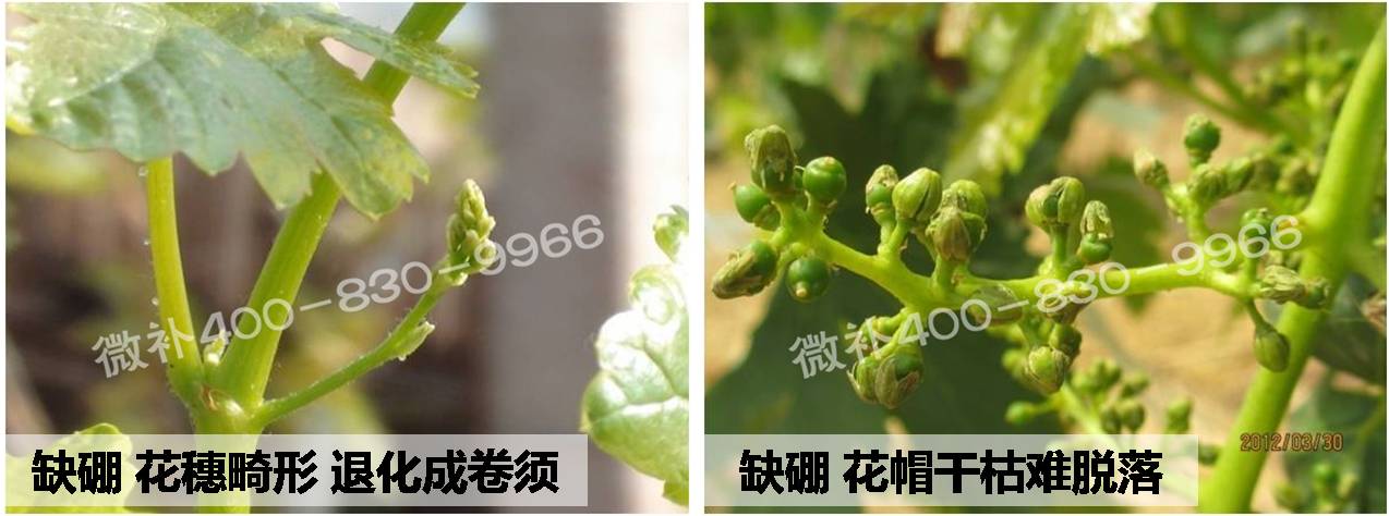 微肥课堂#葡萄缺硼危害及补硼-微补硼力/冲力硼