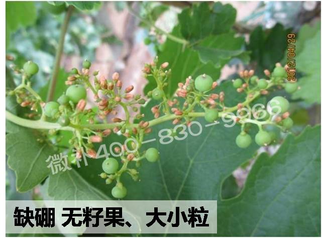 微肥课堂#葡萄缺硼危害及补硼-微补硼力/冲力硼