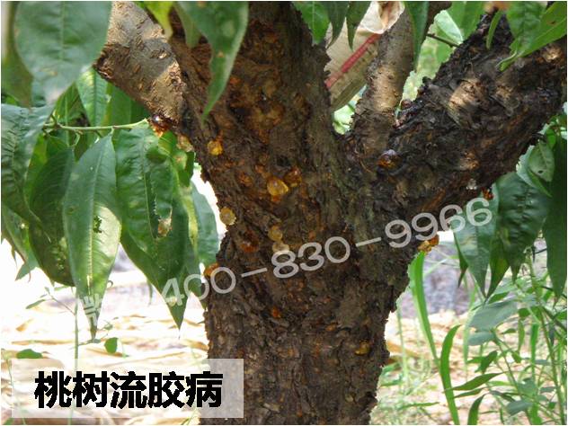 桃树流胶病,在桃树枝梢任何部位都可发生,主要发生在枝干,是一种极