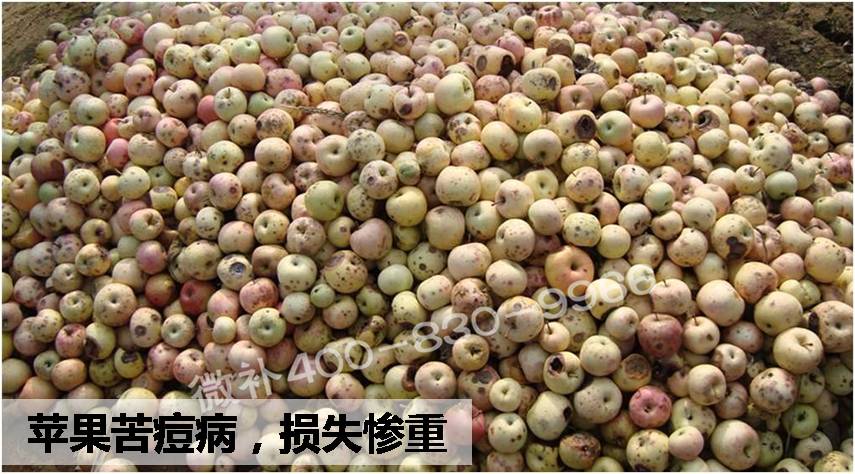 苹果苦痘病怎么治疗_苹果痘斑病和苦痘病是一种病吗_苹果苦痘病怎么治疗