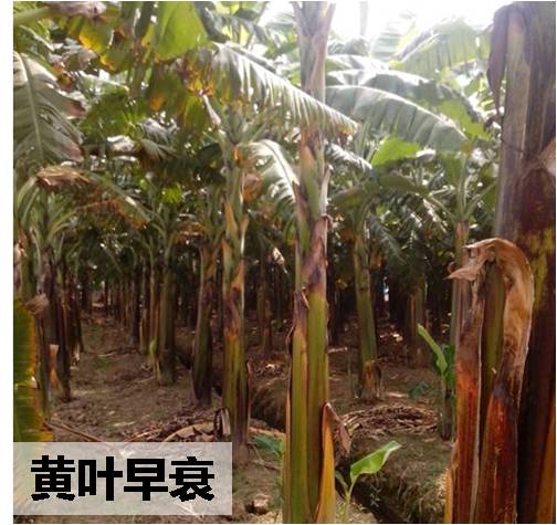 香蕉黄叶早衰的预防之道
