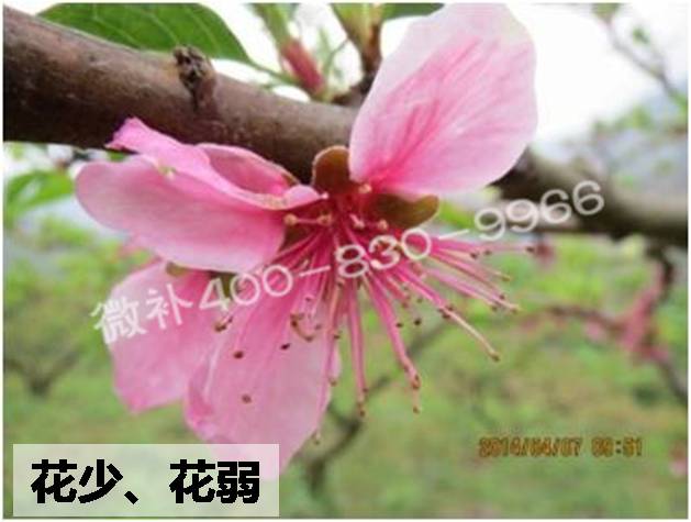 微补钙镁硼锌方案#七八月份桃树如何保叶促花?