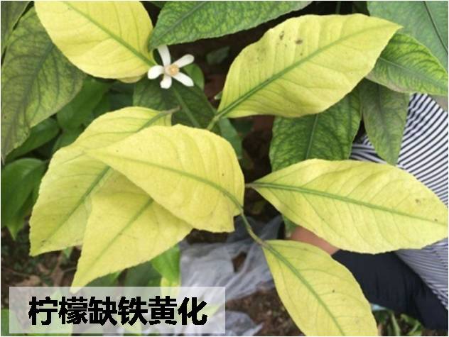 柠檬缺铁