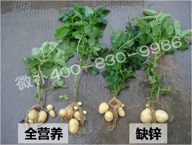 锌肥 补锌有利于生长素合成,提高抗病抗寒力等作用.