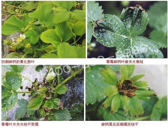 如何区分草莓缺钙和病毒病?