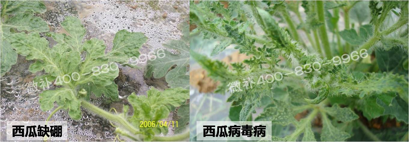 如何区分西瓜缺硼与西瓜病毒病?