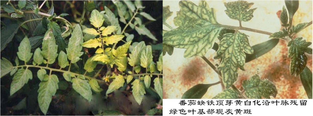 西红柿新叶发黄不只是缺铁?