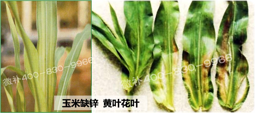 玉米缺锌与产量有什么关系?