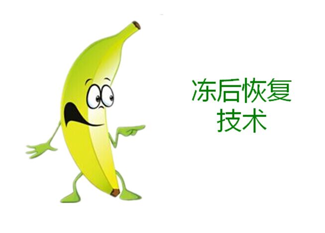 霸正级寒潮，香蕉如何做冻后恢复？