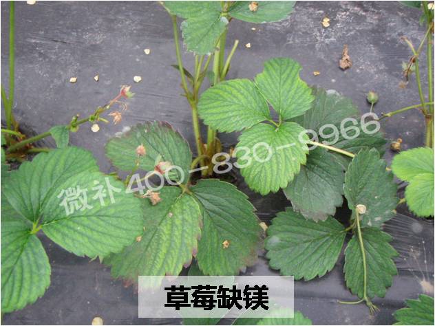 3, 缺素黄叶,尤其是缺镁锌铁硼铜等中微量元素.