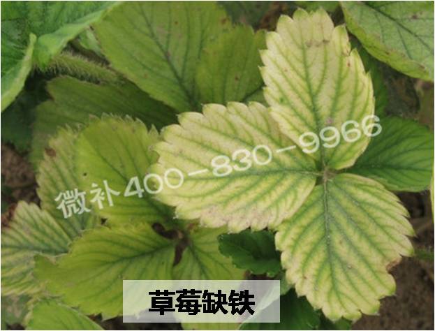 多是叶子成片黄,然后掉落,叶片上可以找到虫子.