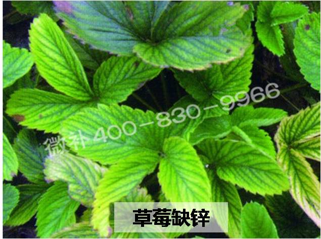 3, 缺素黄叶,尤其是缺镁锌铁硼铜等中微量元素.