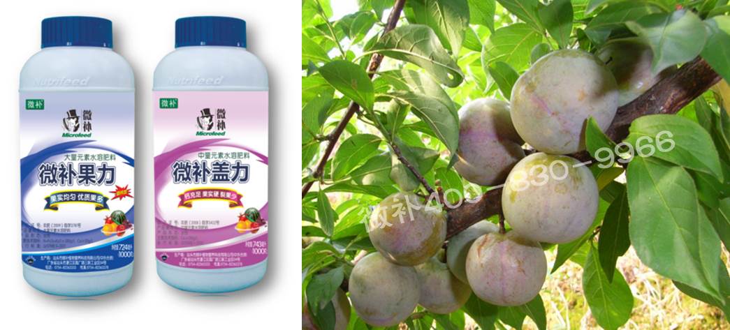 三华李膨果期如何施肥管理?