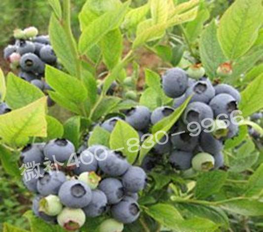 蓝莓黄叶是缺素还是病害？
