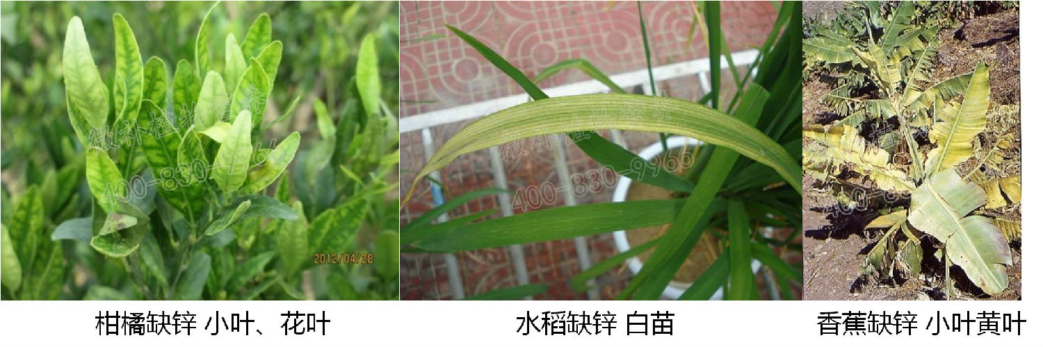 作物缺锌图谱