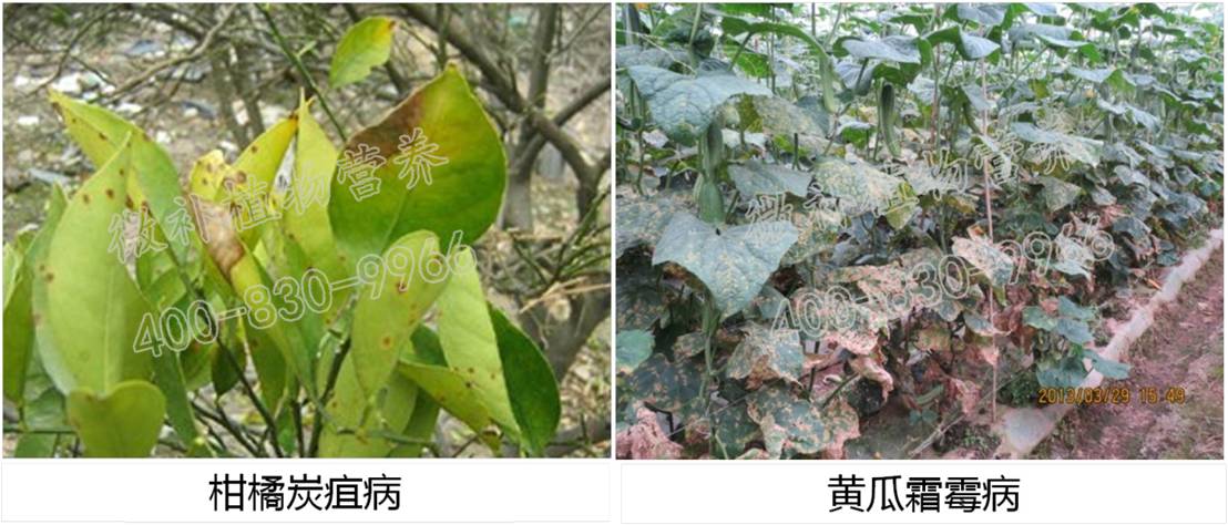 死苗,死树,很怕病害大爆发,比如柑橘炭疽病,溃疡病,葡萄,黄瓜霜霉病等