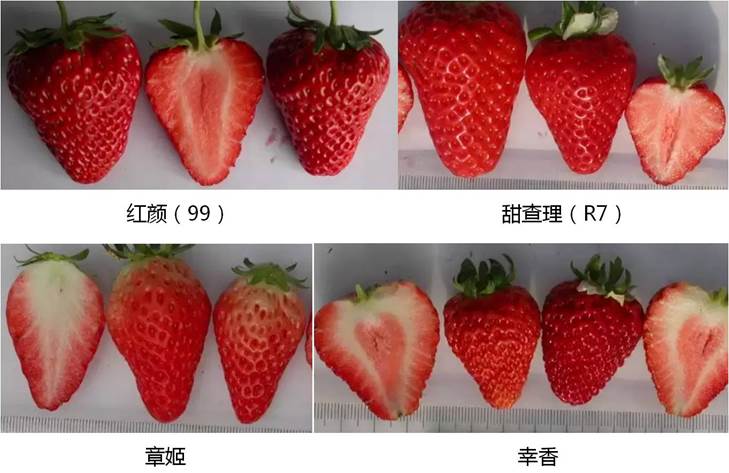 草莓品种