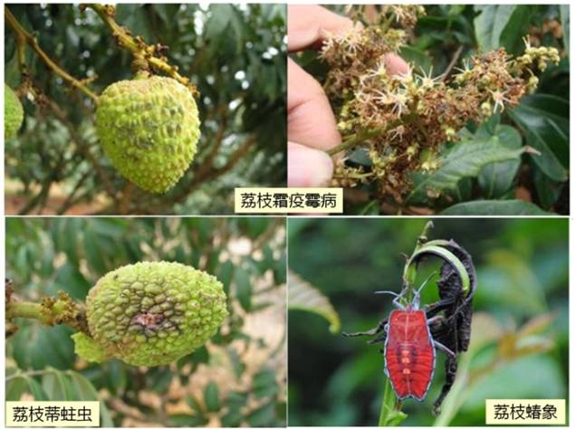 壁纸 矢量 水果 小果 植物 635_475