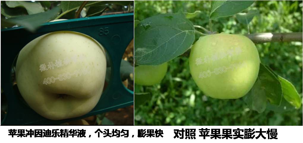 苹果膨大慢