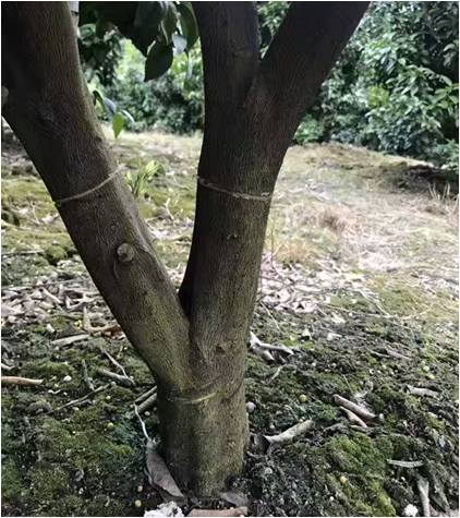 为什么6月中旬了,柑橘还在大量落果?