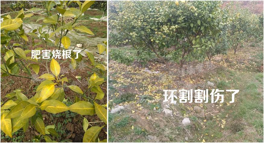 柑橘环割伤树
