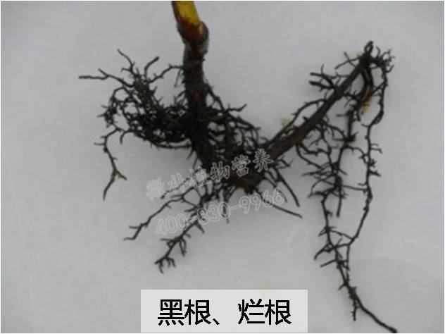 黑根烂根