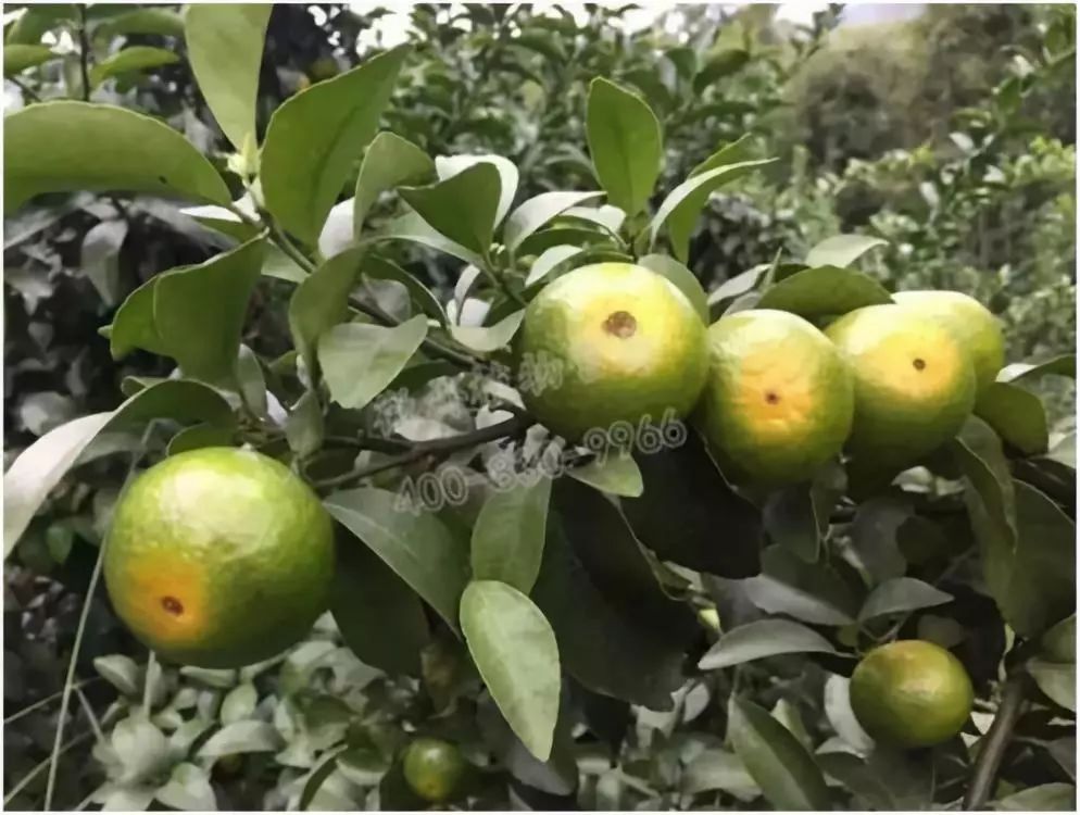 夏季高温警惕柑橘太阳果