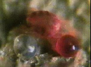红蜘蛛虫卵
