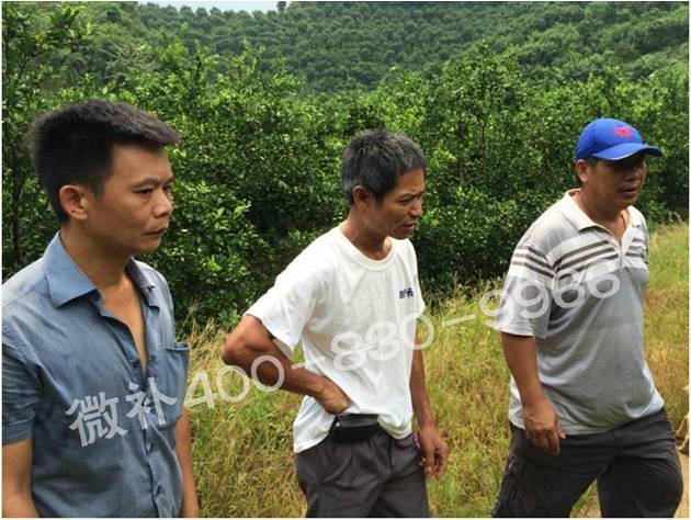 广东贡柑种植户—— 果树黄叶花叶多?淋冲微补钙镁水溶肥,树势恢复好 广东贡柑种植户—— 果树黄叶花叶多?淋冲微补钙镁水溶肥,树势恢复好