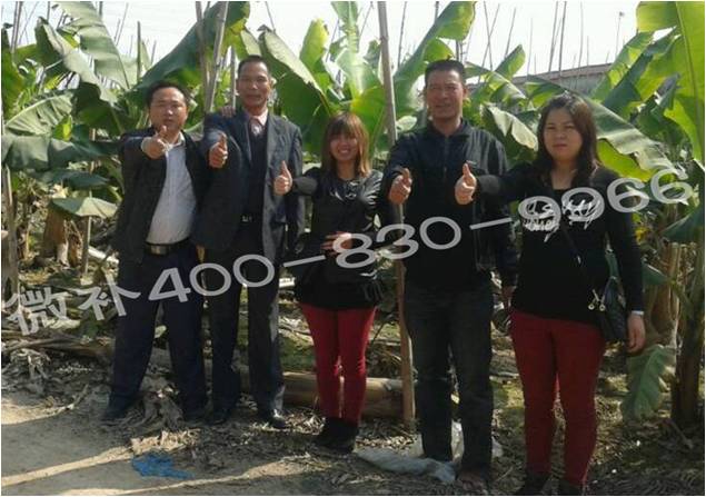 广东香蕉种植户—— 喷施微补高磷锌钙肥,作物防冻抗冻好 广东香蕉种植户—— 喷施微补高磷锌钙肥,作物防冻抗冻好