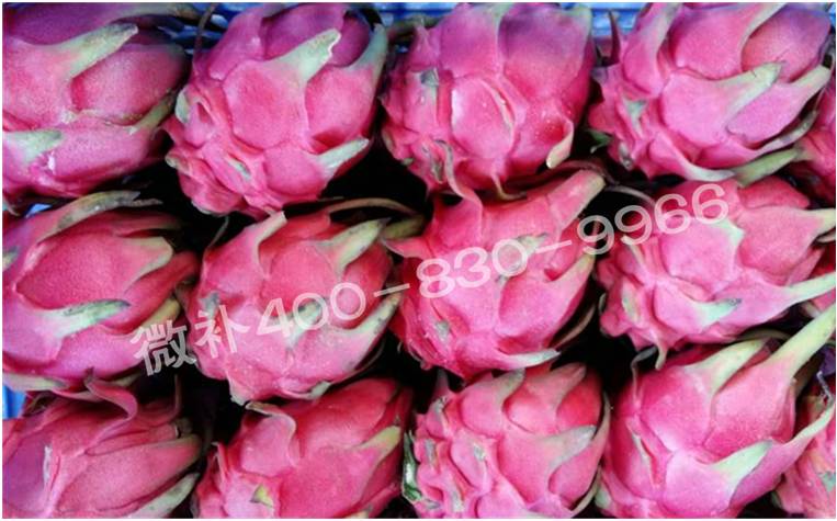 广东火龙果种植户—— 微补磷钾钙肥,火龙果个大、品质好卖价高 广东火龙果种植户—— 微补磷钾钙肥,火龙果个大、品质好卖价高