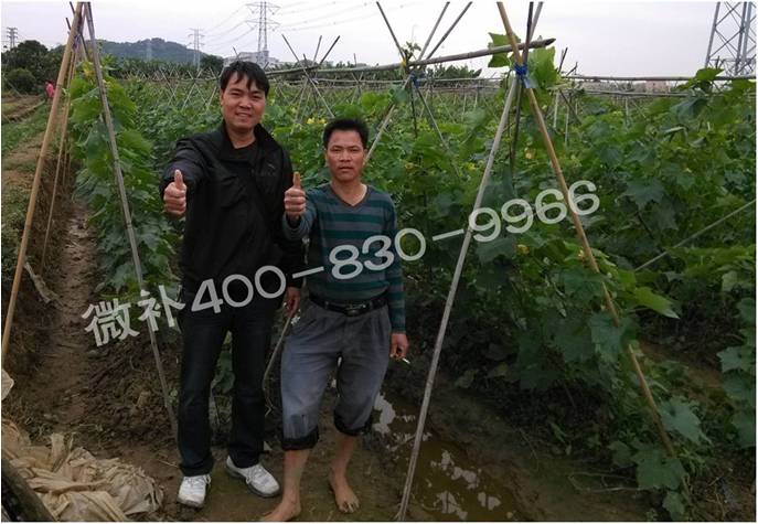 广东蔬菜种植户—— 浇施微补钙磷冲施肥,连绵雨水死棵少、节瓜抗病好 广东蔬菜种植户—— 浇施微补钙磷冲施肥,连绵雨水死棵少、节瓜抗病好