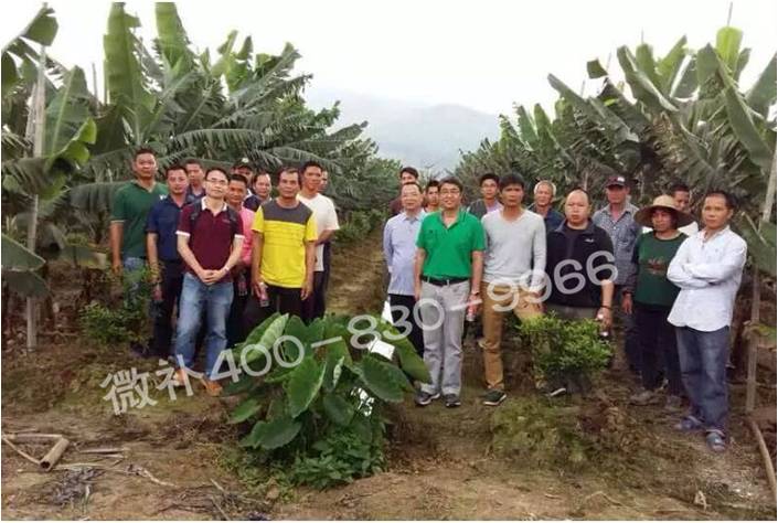 广东香蕉种植户—— 用微补调酸壮树方案,新会柑套种香蕉、抗冻好长势壮 广东香蕉种植户—— 用微补调酸壮树方案,新会柑套种香蕉、抗冻好长势壮